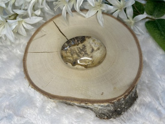 Versteend hout palmsteen