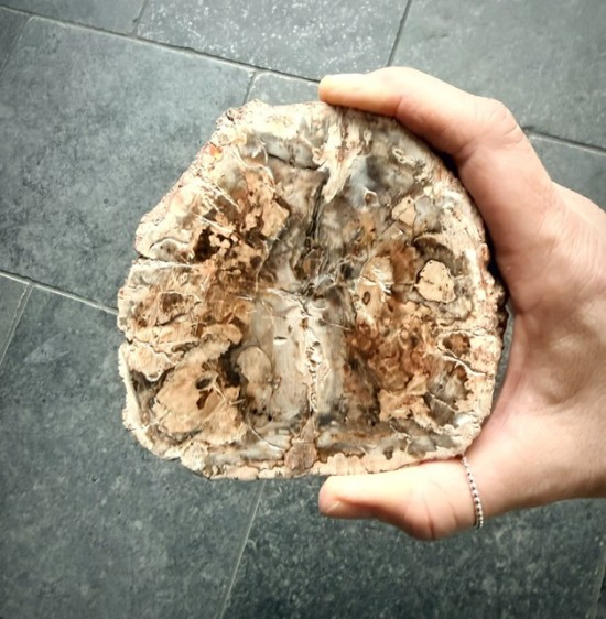 Versteend hout schijf
