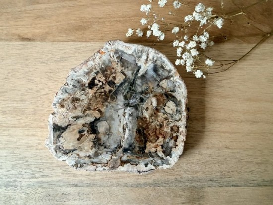 Versteend hout schijf