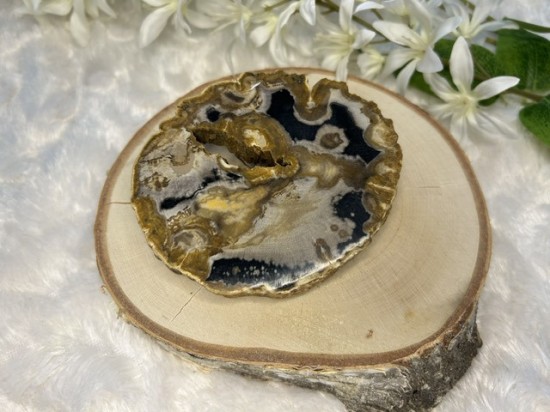 Versteend hout schijf