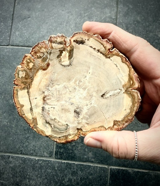 Versteend hout schijf