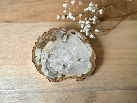 Versteend hout schijf