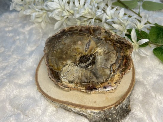 Versteend hout schijf