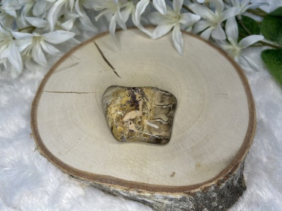 Versteend hout Australië